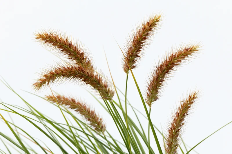 Wild foxtail grass with seed heads swaying slightly against a white background