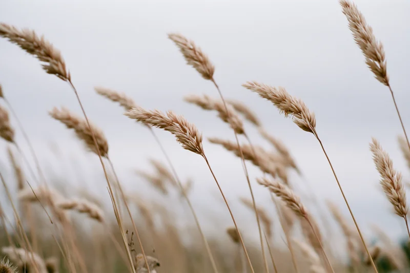 Wild grass seed heads swaying gently in an open field under an overcast sky