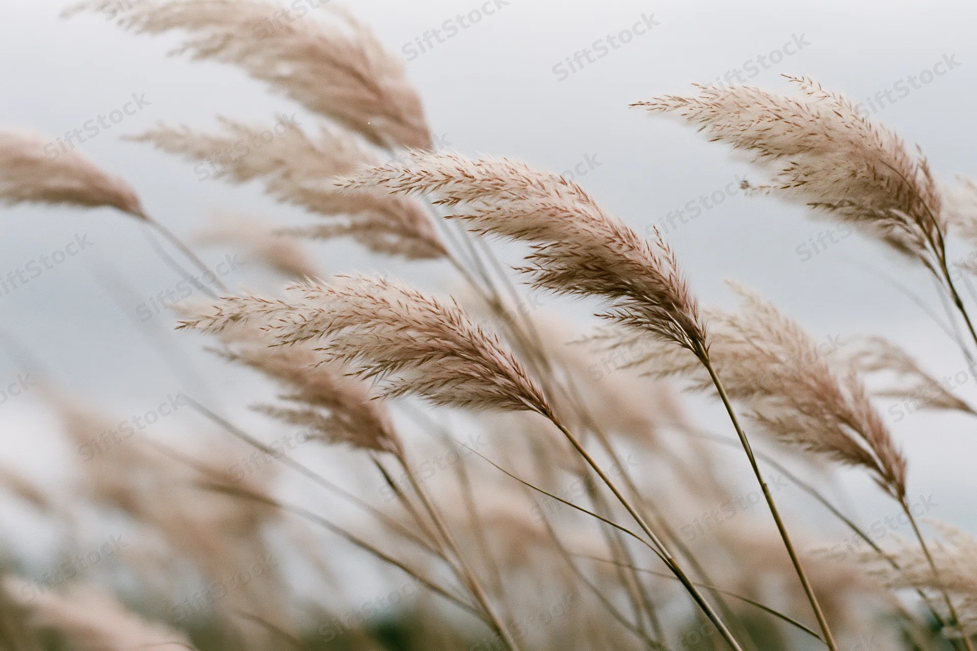 Wild grass seed heads swaying gently in an open field under overcast sky