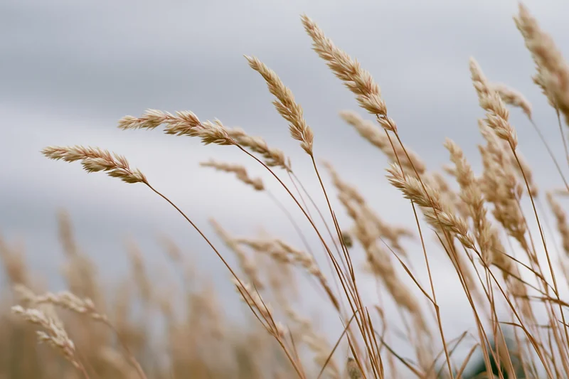 Wild grass seed heads swaying gently in an open field under an overcast sky