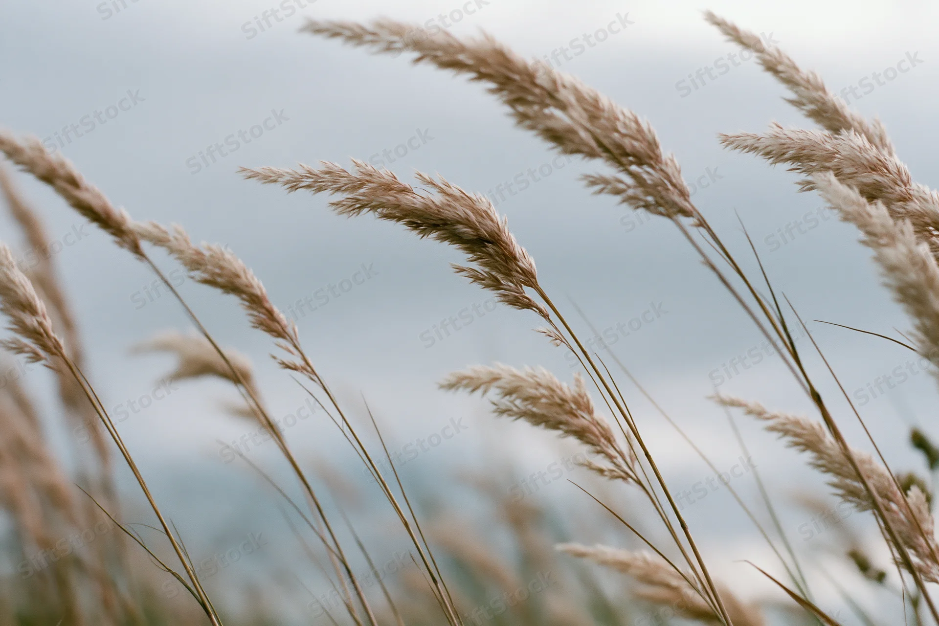 Wild grass seed heads swaying in a field under a cloudy sky