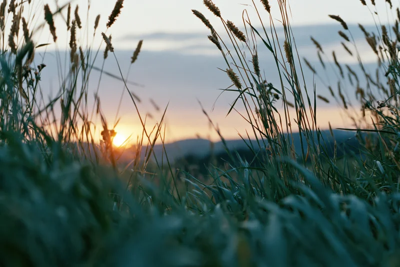 Wild grass seedheads backlit by low setting sun in a field at dusk