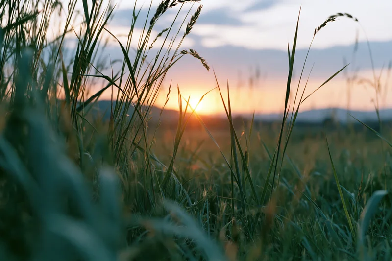 Wild grass seedheads backlit by low setting sun in a field at dusk
