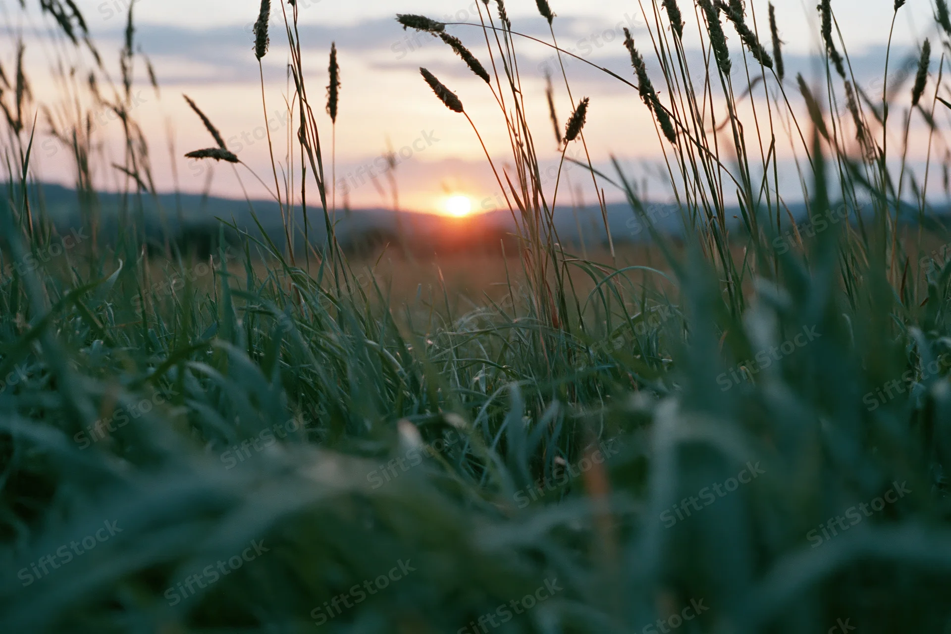 Wild grass seedheads backlit by low setting sun in a field at dusk