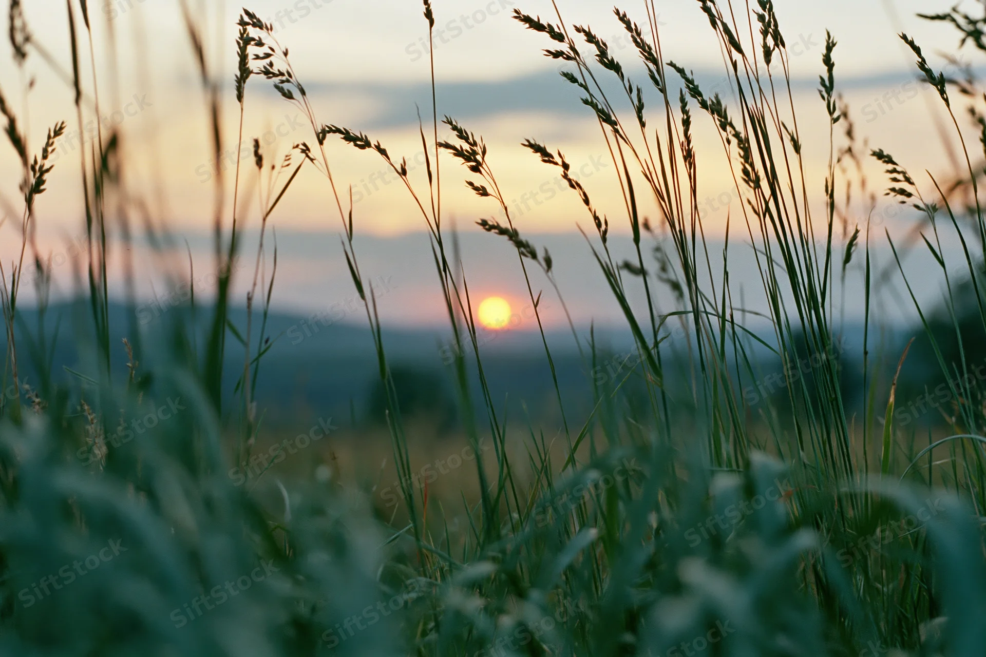 Wild grass seedheads backlit by a low setting sun in a field at dusk