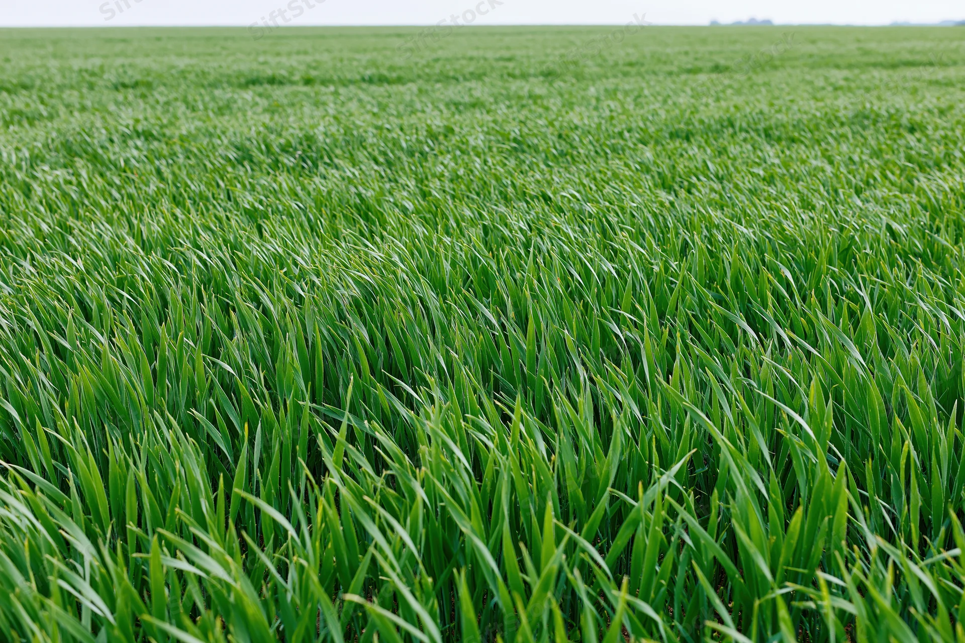 Young wheat crop growing in an open agricultural field