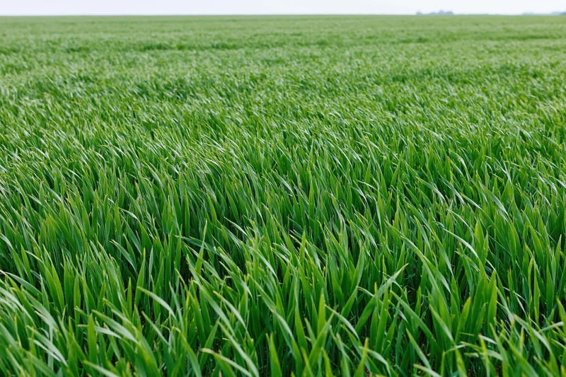 Young wheat crop growing in an open agricultural field