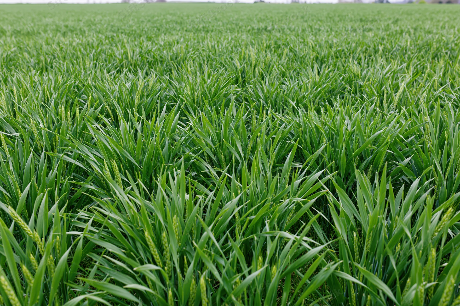 Young wheat crop growing in an open agricultural field