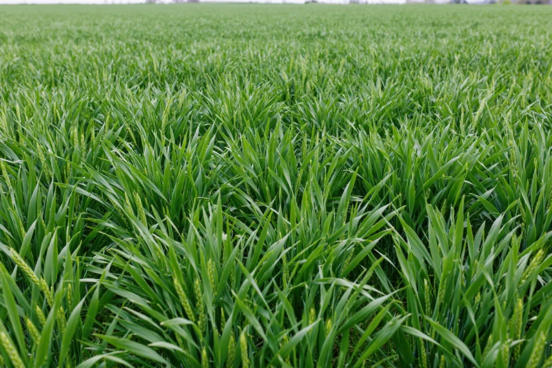 Young wheat crop growing in an open agricultural field