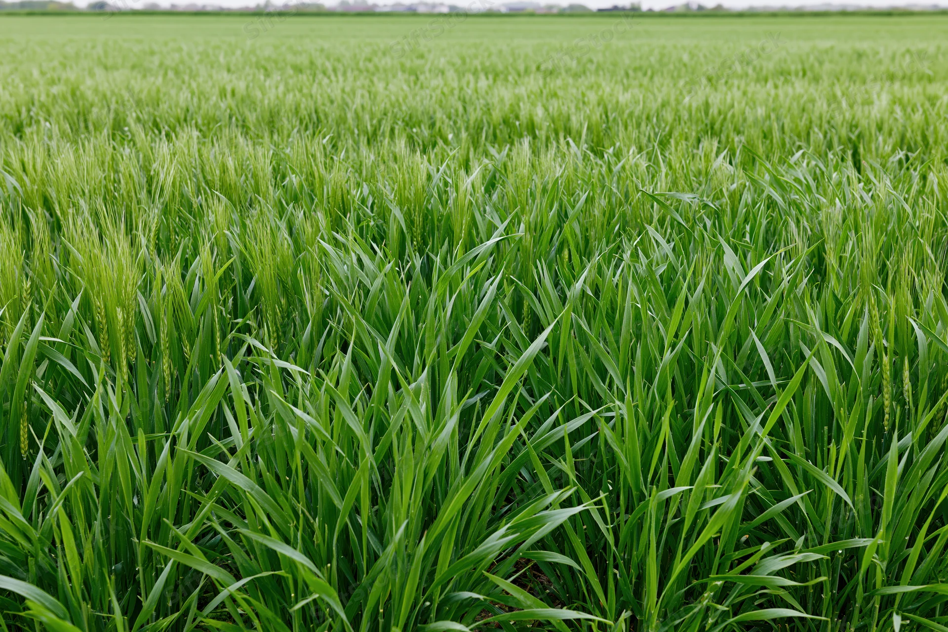 Young wheat crop growing in an open agricultural field