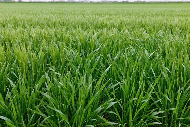 Young wheat crop growing in an open agricultural field