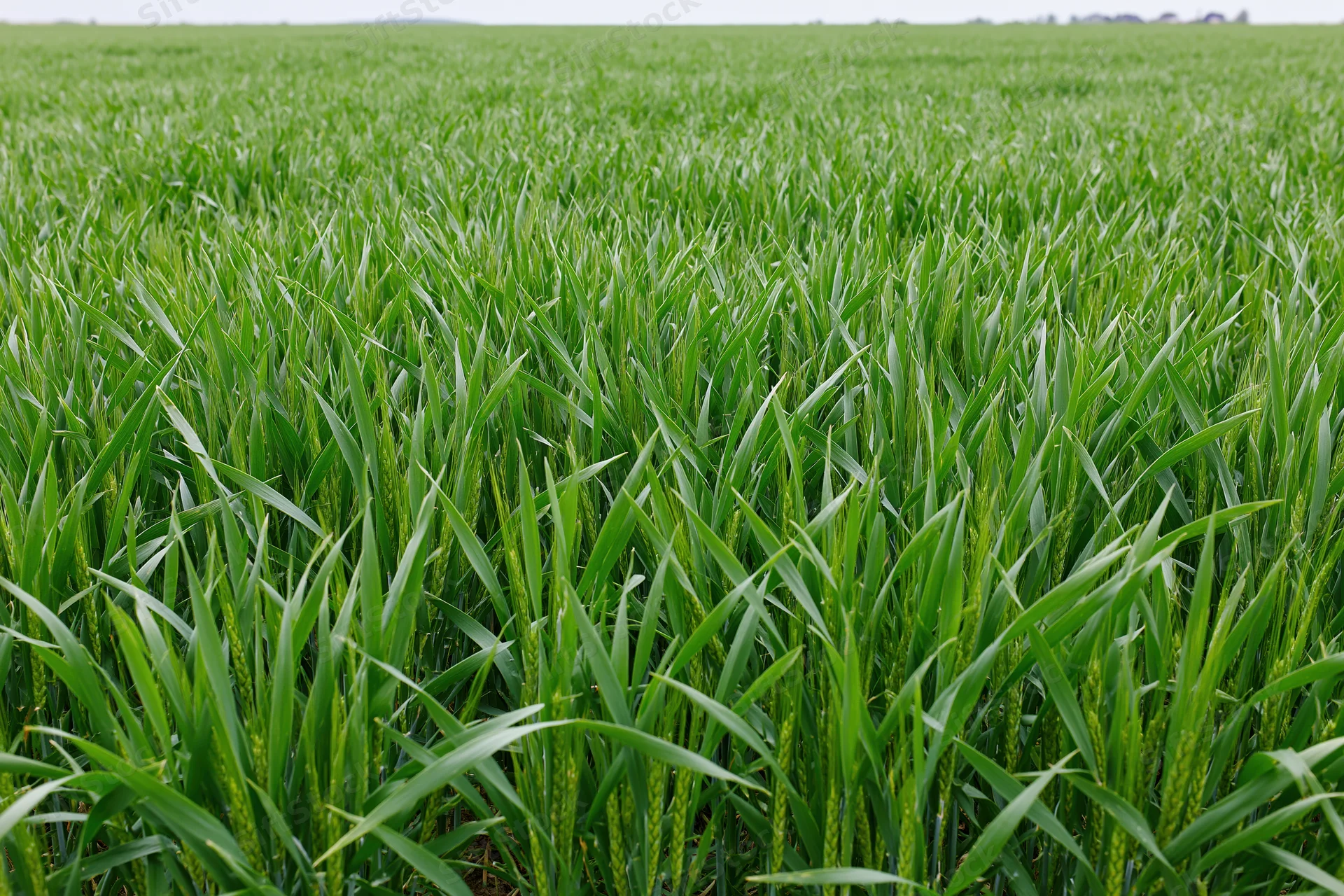 Young wheat crop growing in an open agricultural field