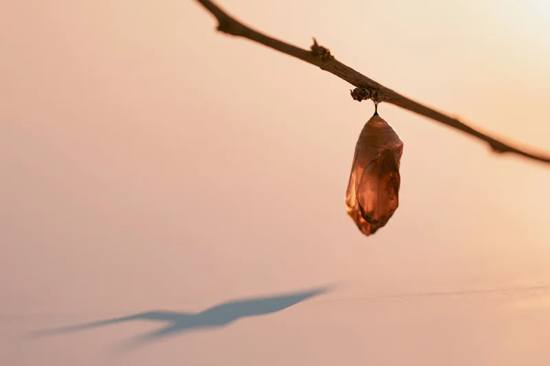 Chrysalis hanging from a bare twig casting a shadow on snow at sunset