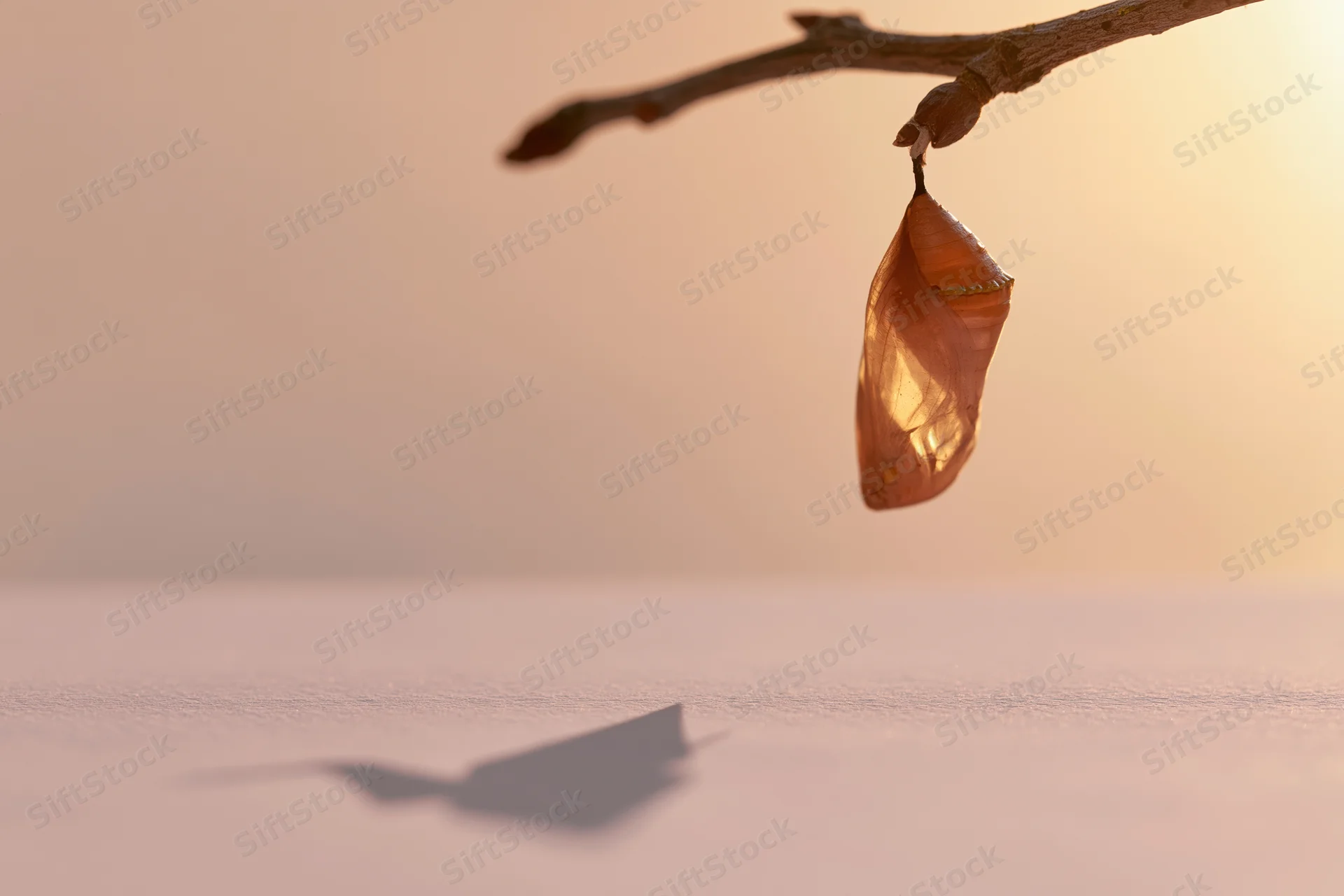 Chrysalis hanging from a bare twig casting a shadow on snow at sunrise