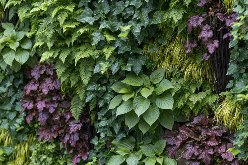 Dense vertical garden wall covered in layered mixed foliage of ivy, ferns, hostas and heuchera