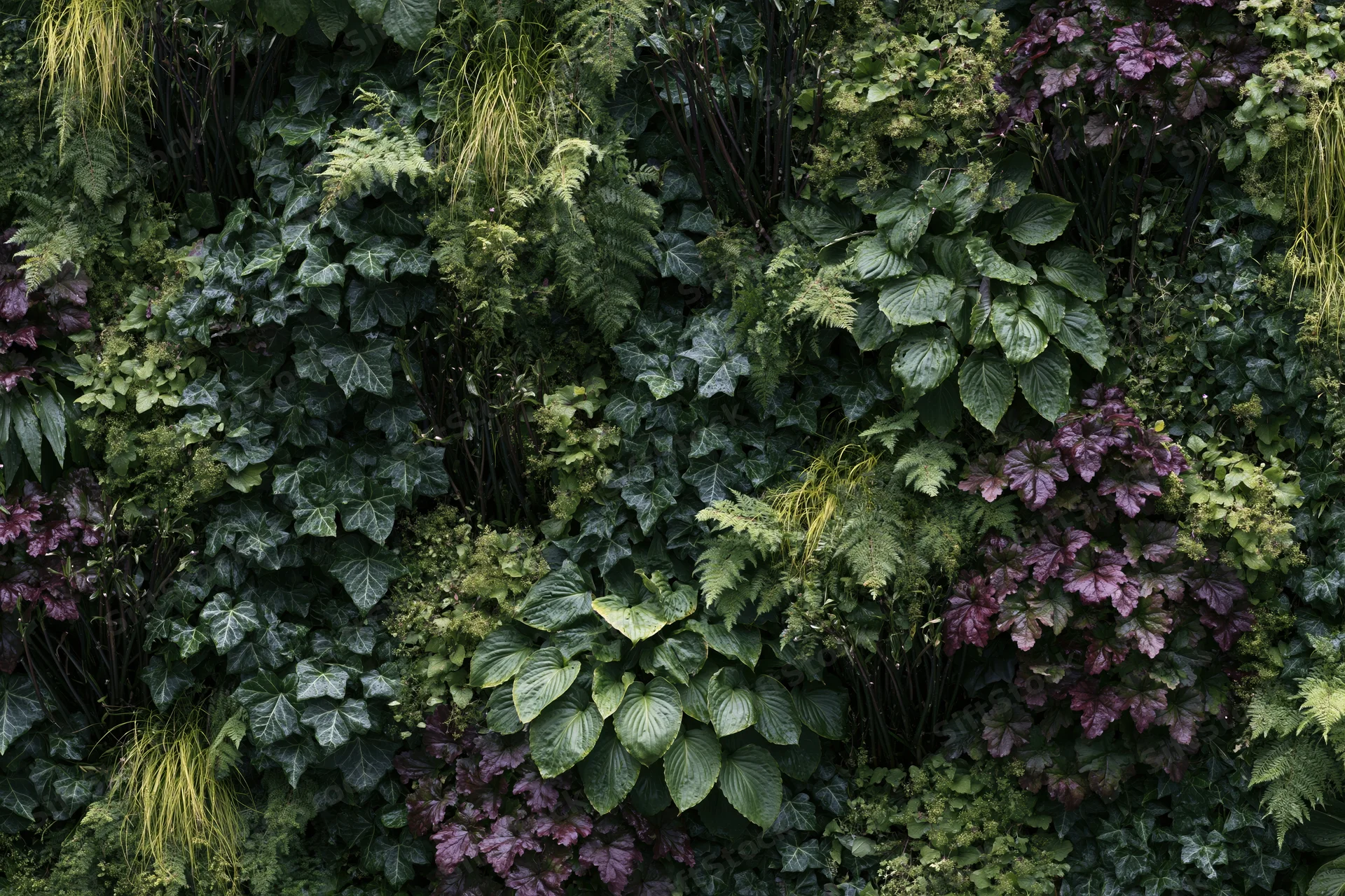 Dense vertical garden wall covered in layered mixed foliage of ivy, ferns, hostas and heuchera