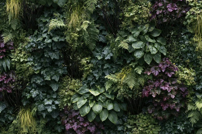 Dense vertical garden wall covered in layered mixed foliage of ivy, ferns, hostas and heuchera
