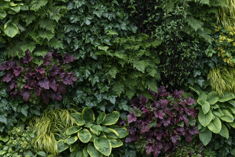 Dense vertical garden wall covered in layered mixed foliage