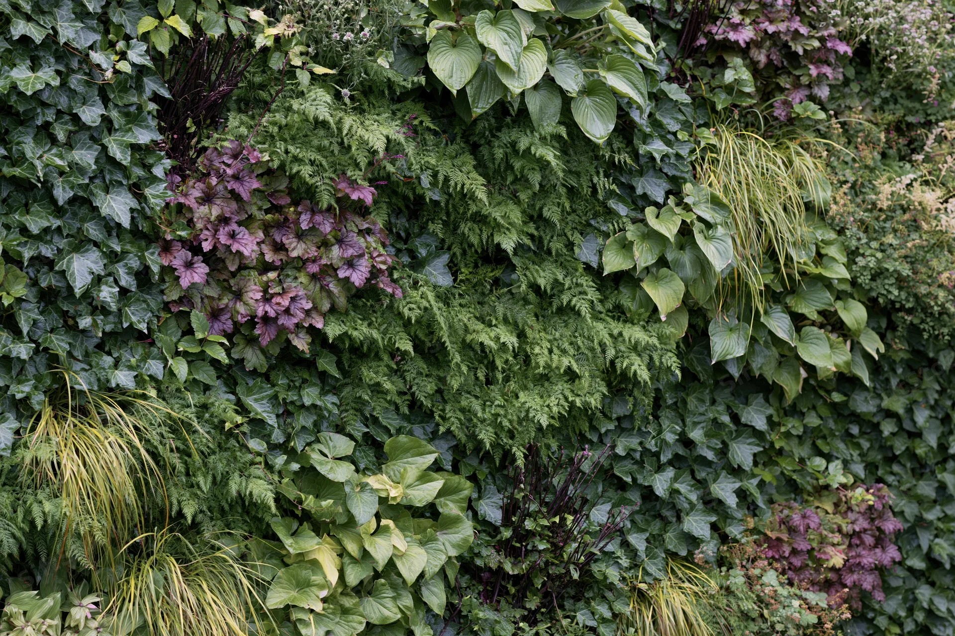 Dense vertical garden wall covered in layered mixed foliage of ivy, ferns, hostas and heuchera