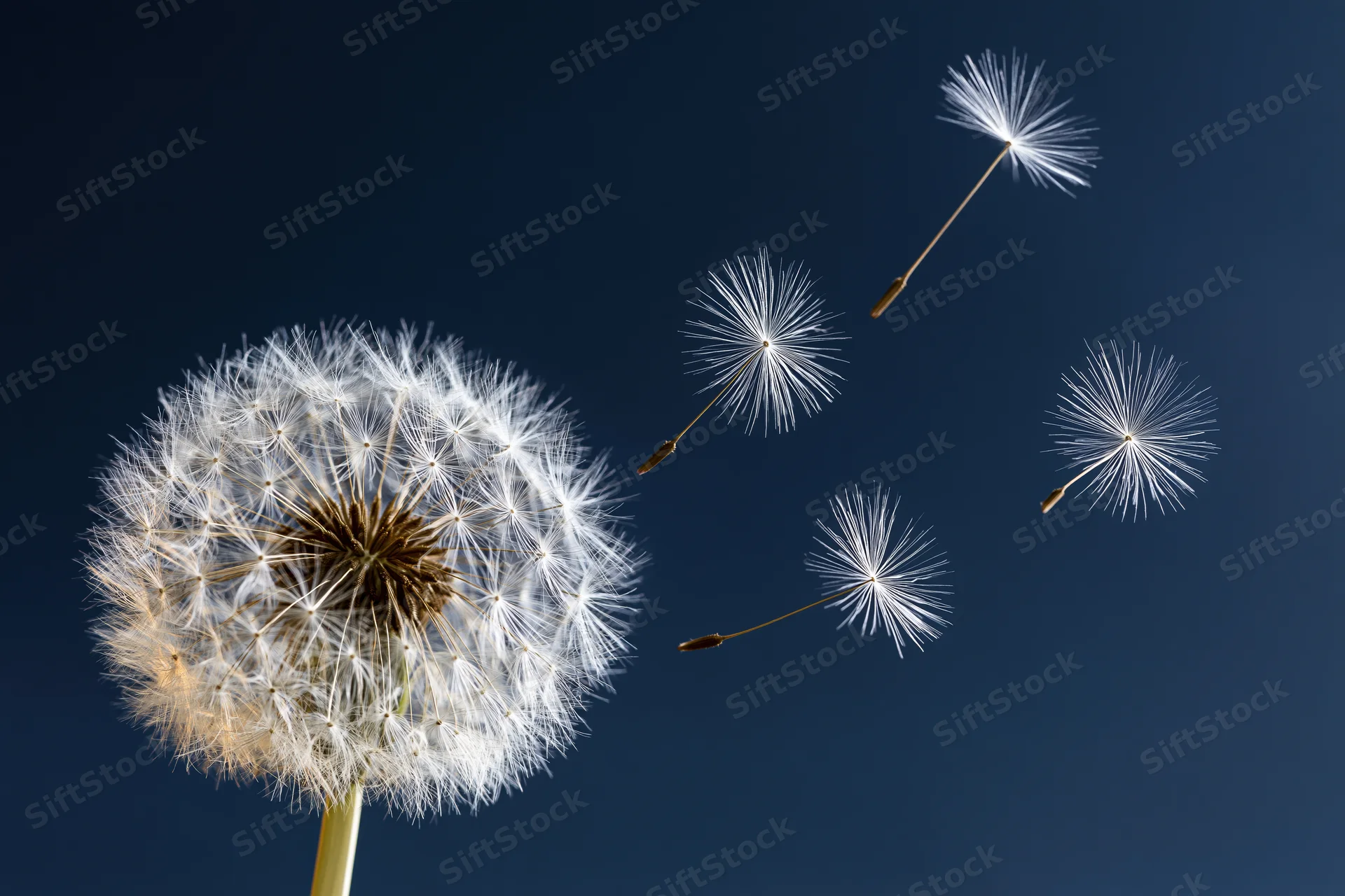 Dandelion seedhead with seeds floating away against a dark blue sky