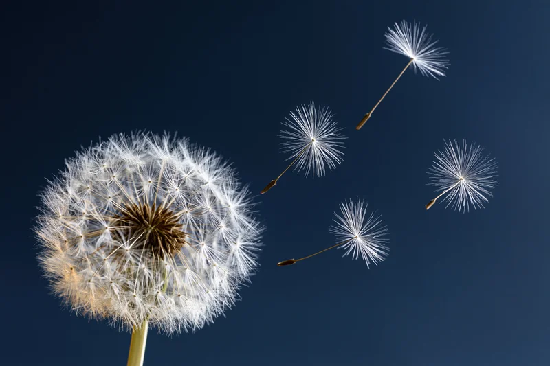 Dandelion seedhead with seeds floating away against a dark blue sky