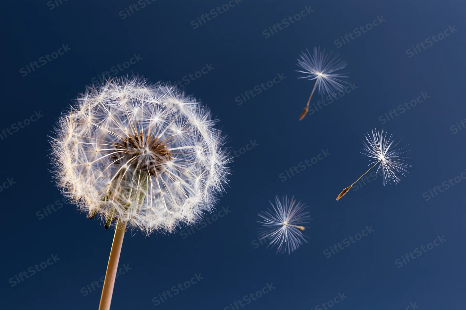 Dandelion seedhead with three seeds floating away against a blue sky