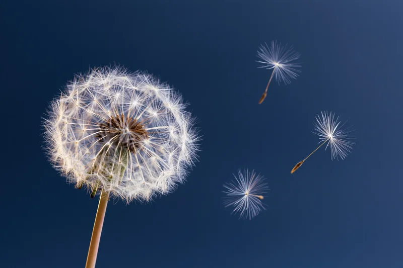 Dandelion seedhead with three seeds floating away against a blue sky