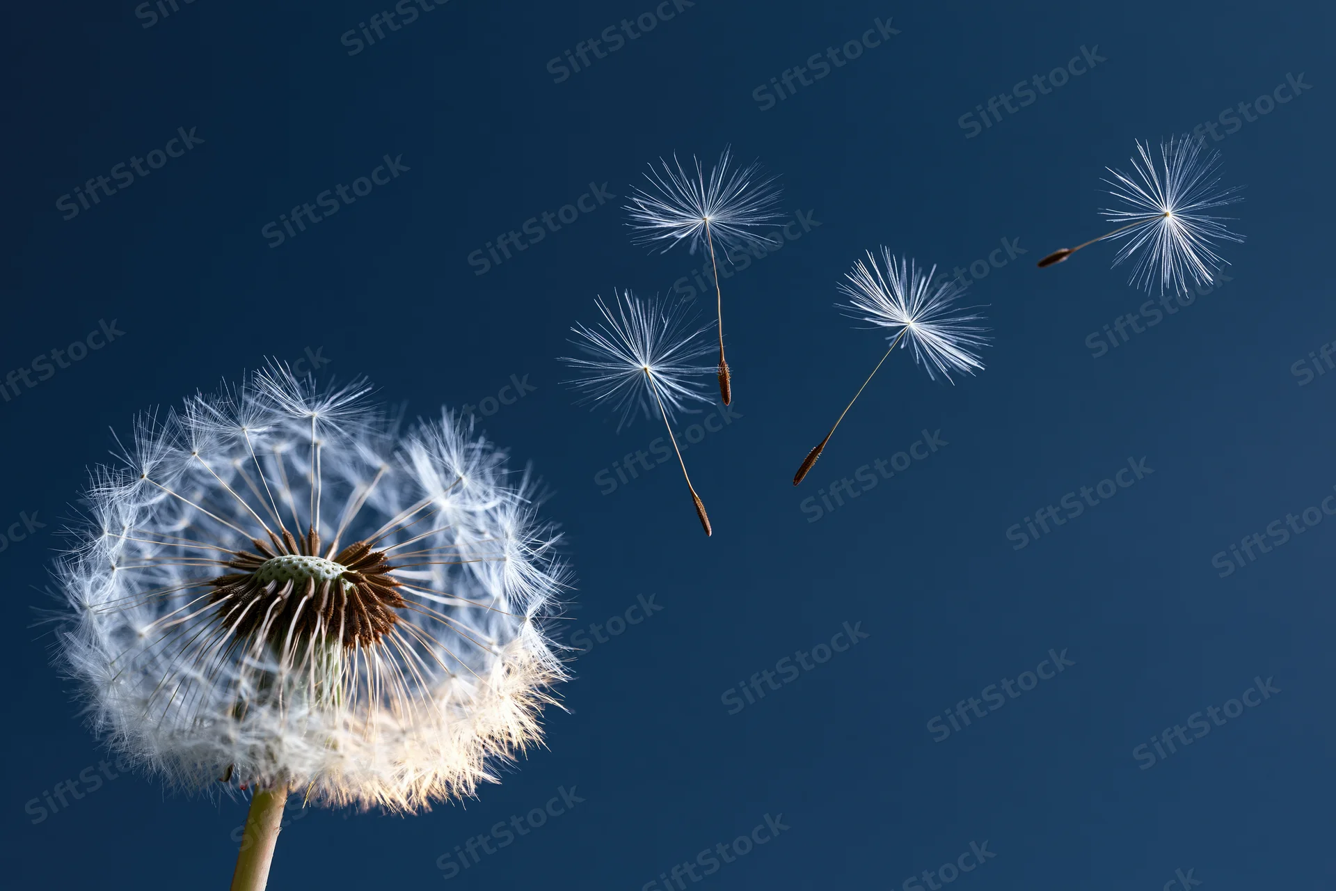 Dandelion seedhead with seeds floating away against a blue sky