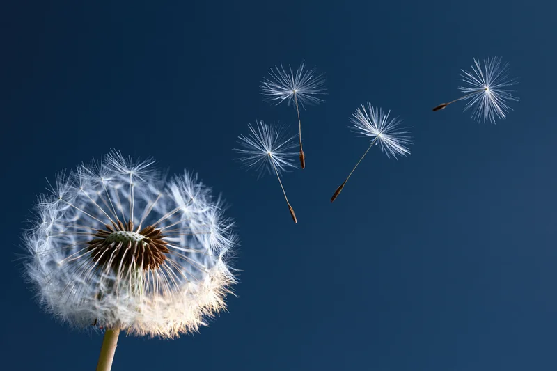 Dandelion seedhead with seeds floating away against a blue sky