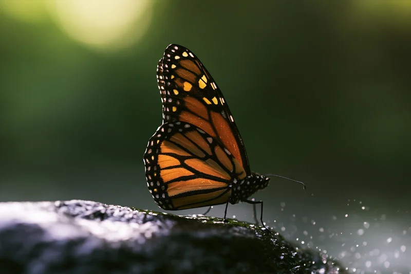 Monarch butterfly perched on wet dark river stone with water droplets splashing around