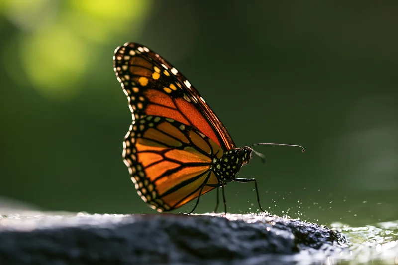 Monarch butterfly perched on wet river stone with water droplets splashing around it