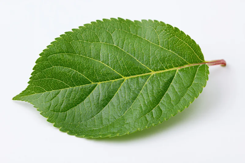 Single green apple leaf lying flat on white background