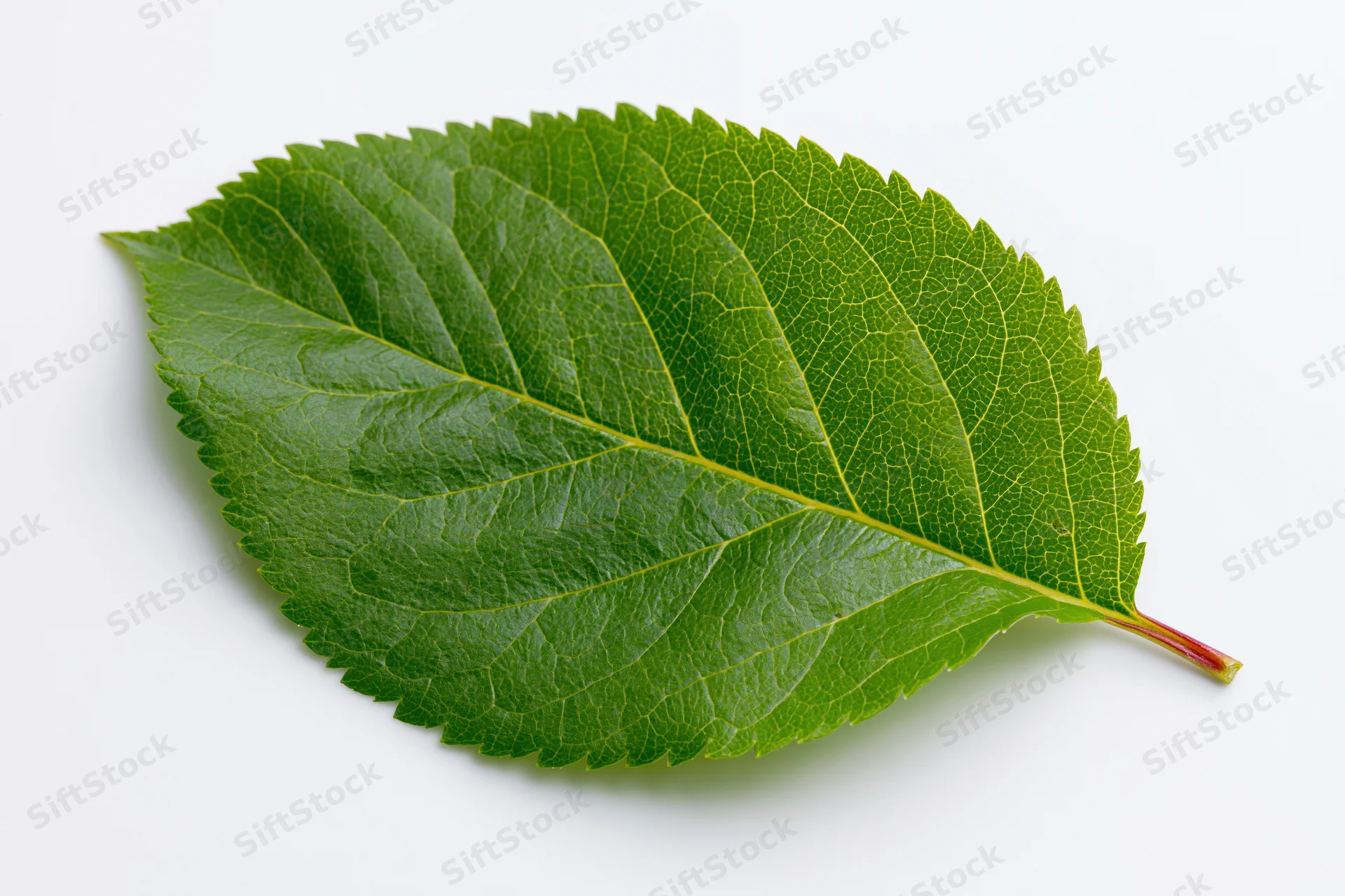 Single fresh green apple leaf isolated on white background