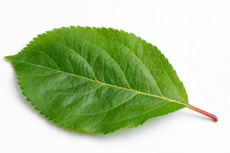 Single fresh green apple leaf lying flat on white surface