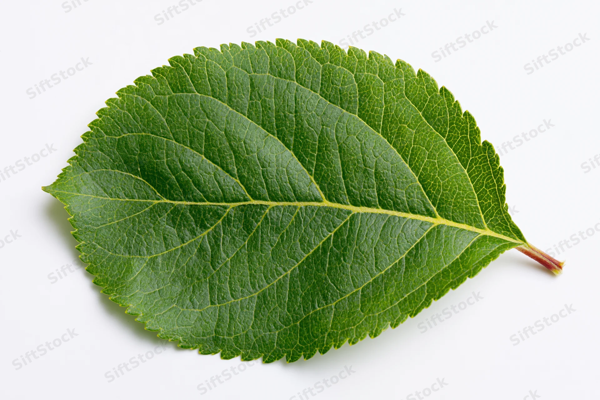 Single fresh green apple leaf lying flat on white background