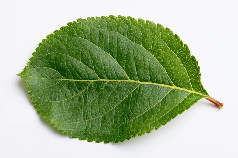 Single fresh green apple leaf lying flat on white background