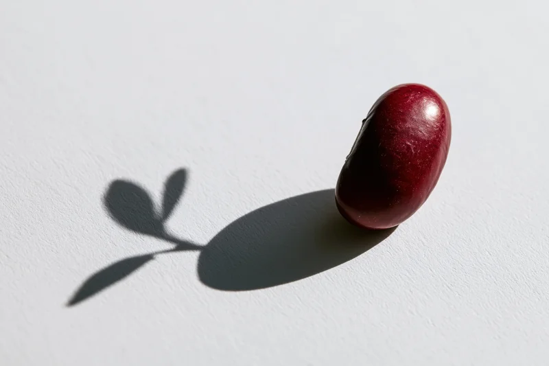 Single red kidney bean resting upright on white surface casting leaf-shaped shadow