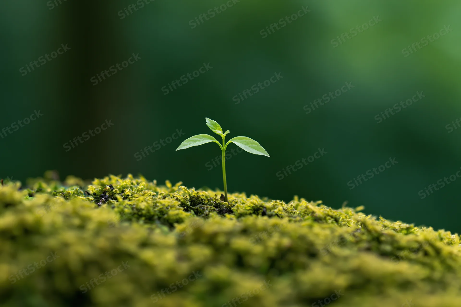 Small seedling with four leaves emerging from mossy ground in a forest setting