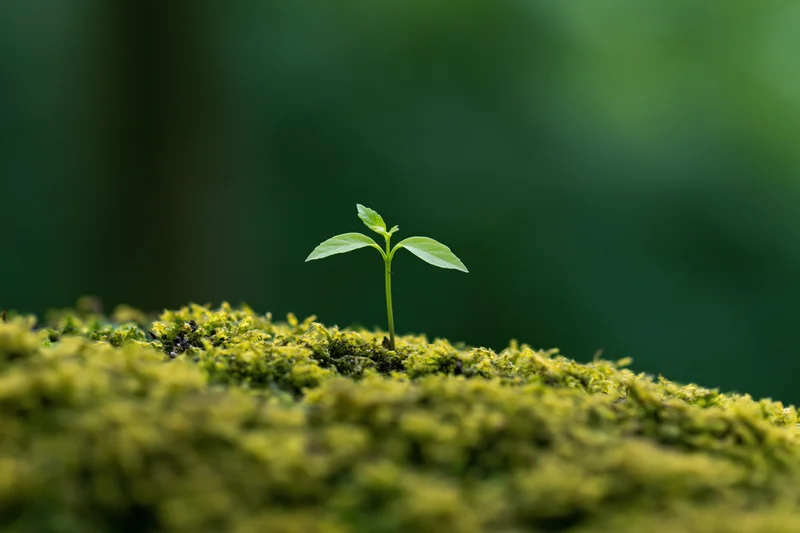 Small seedling with four leaves emerging from mossy ground in a forest setting
