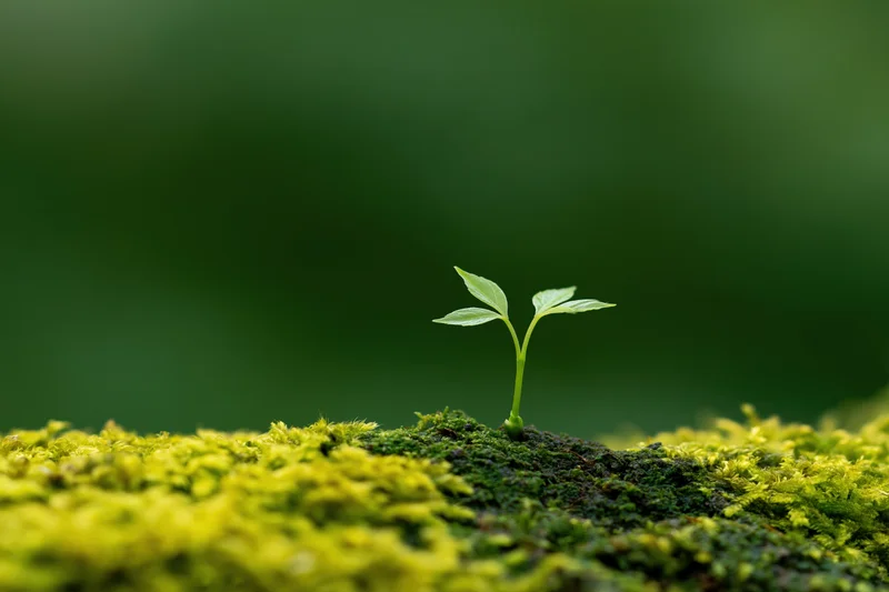 Small seedling with four leaves emerging from mossy ground in forest setting