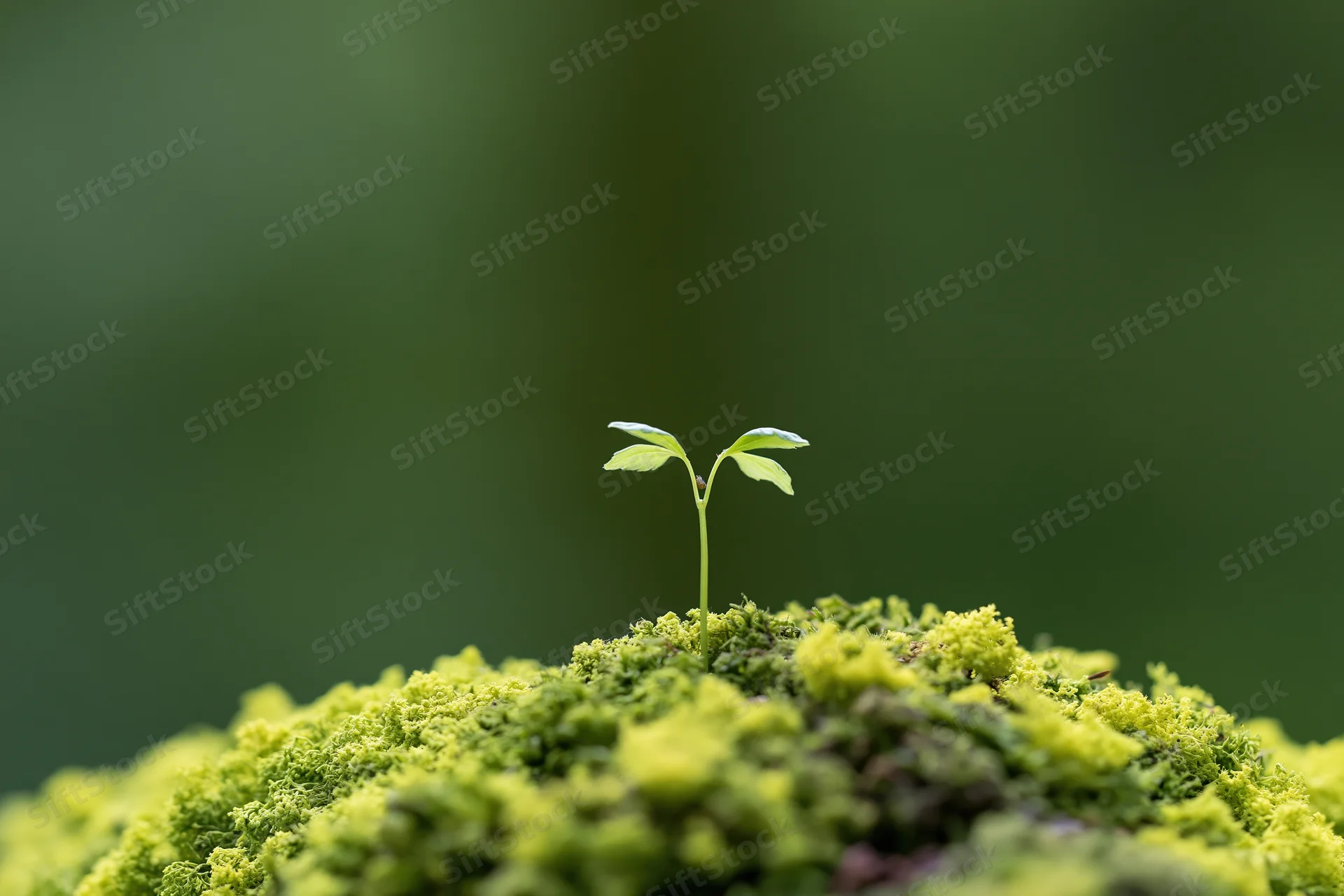 Small seedling with four leaves emerging from mossy ground in a forest setting