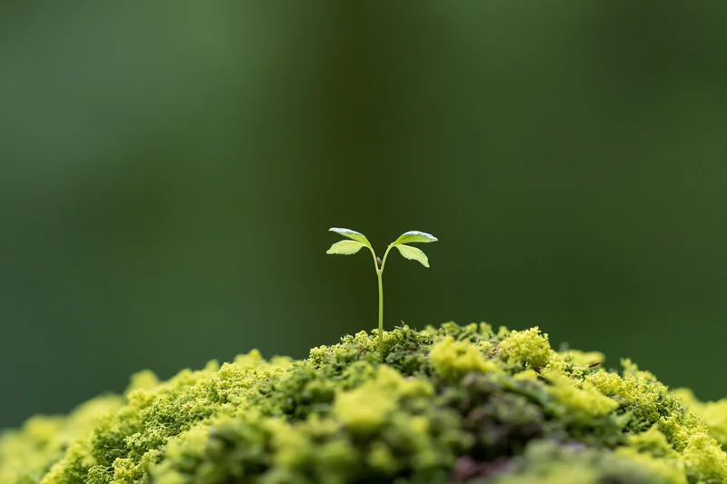 Small seedling with four leaves emerging from mossy ground in a forest setting
