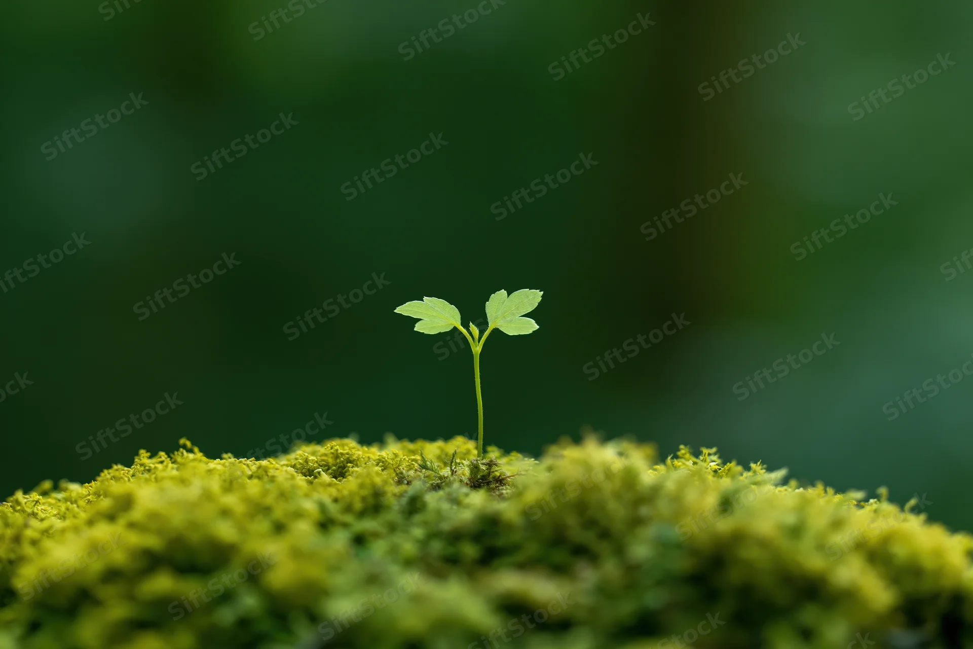 Small seedling with four leaves emerging from mossy ground in forest setting