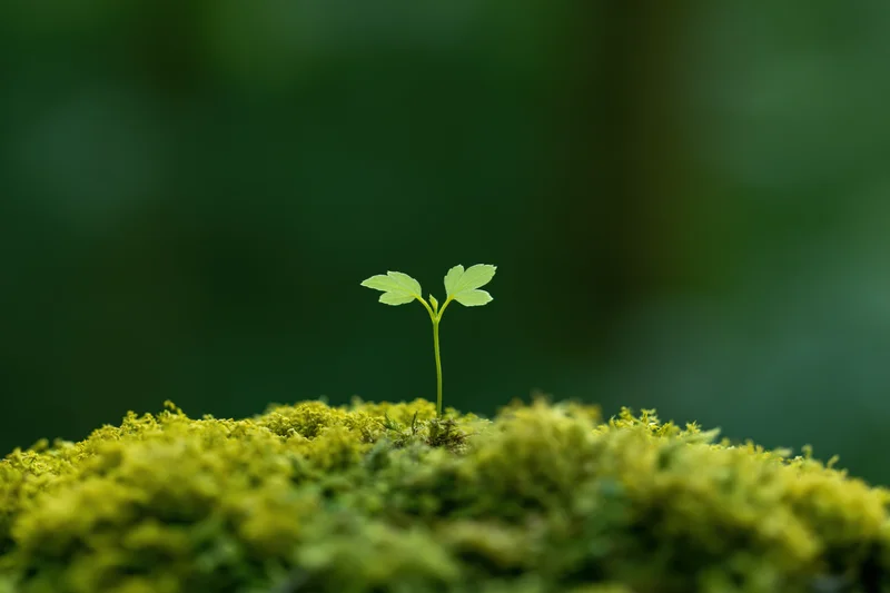 Small seedling with four leaves emerging from mossy ground in forest setting