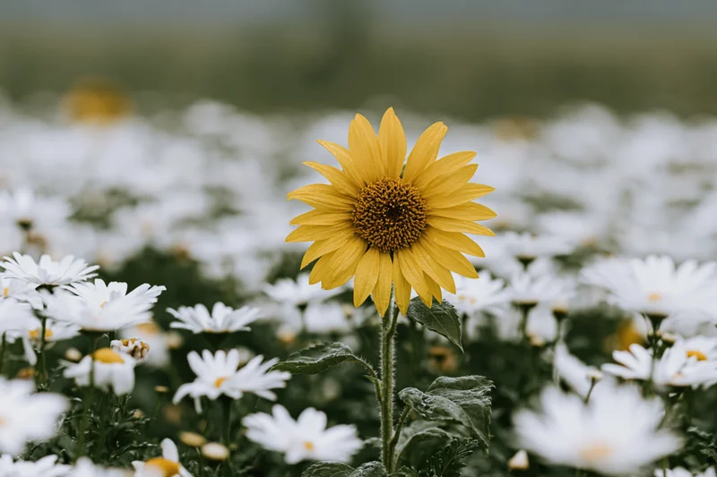Single yellow sunflower standing among white daisies in a field