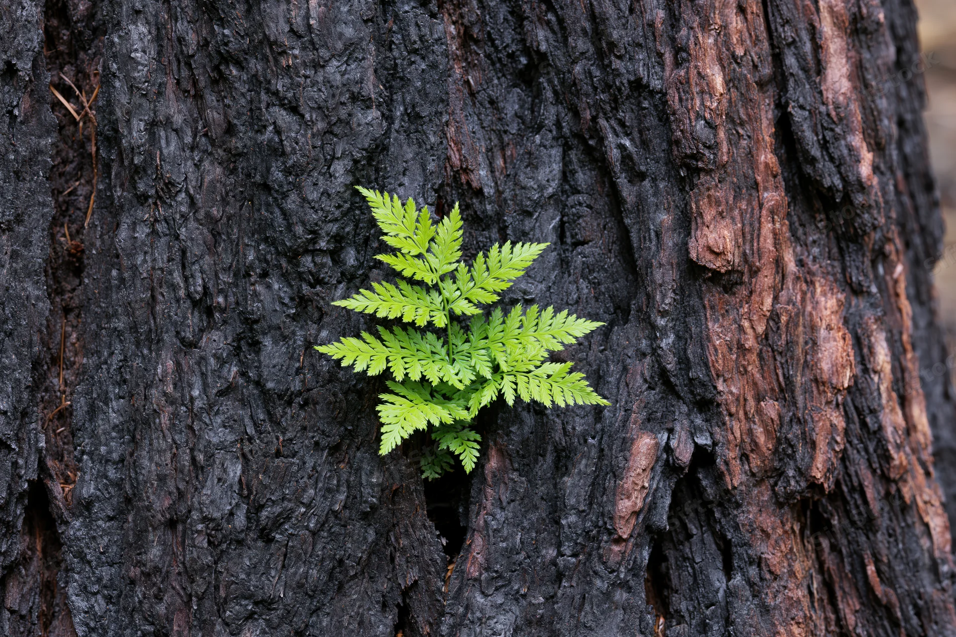 Bright green fern sprouting from charred tree bark in forest