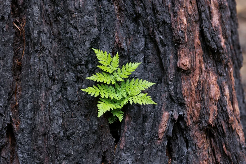 Bright green fern sprouting from charred tree bark in forest
