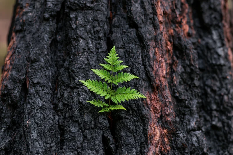 Bright green fern sprouting from charred tree trunk in forest