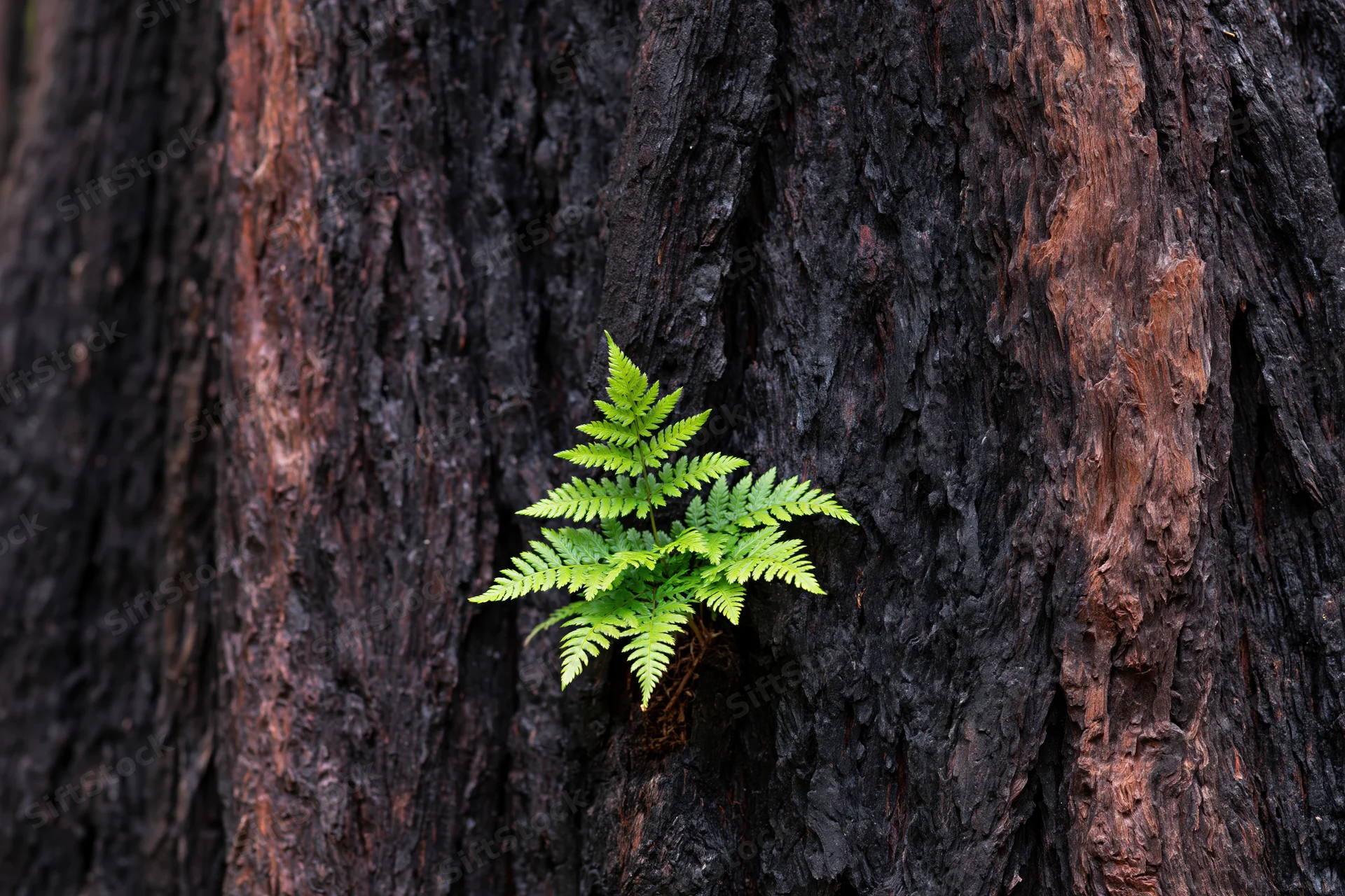 Bright green fern sprouting from charred tree bark in a forest setting