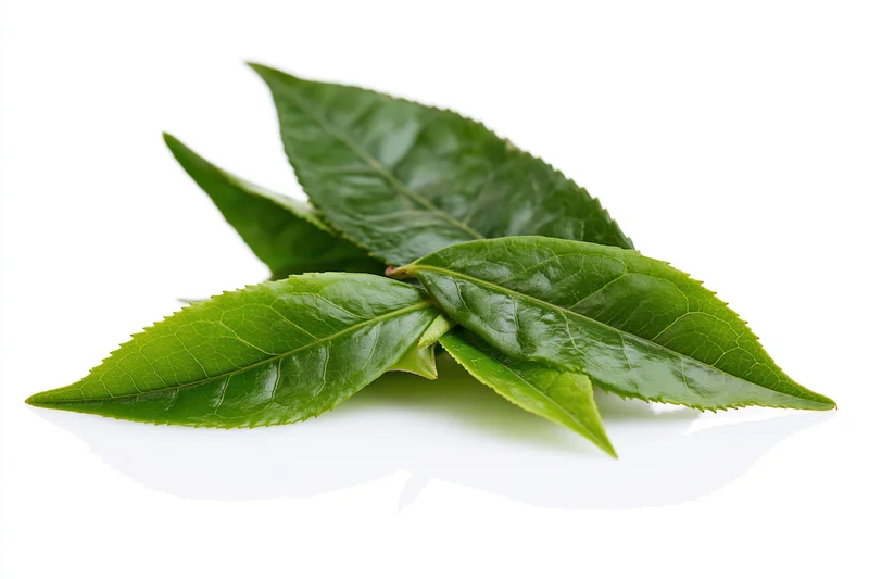 Fresh green tea leaves with serrated edges on white background